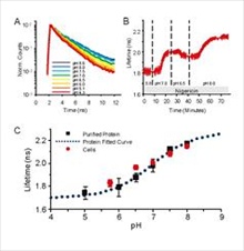 pH response